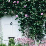 england cottage roses