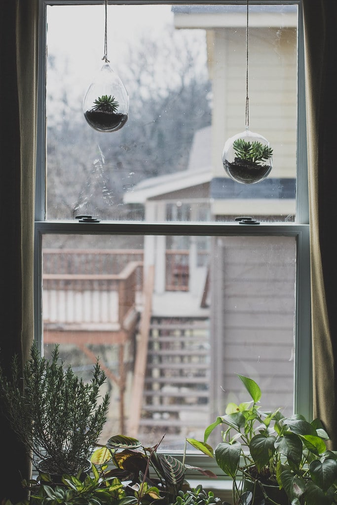 hanging succulents