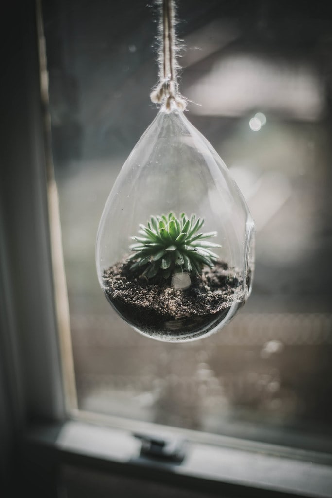 hanging succulent