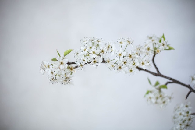 foraged spring florals, bradford pear